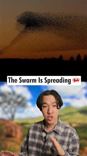 Locust is swarming in the millions just like we’ve been warned…