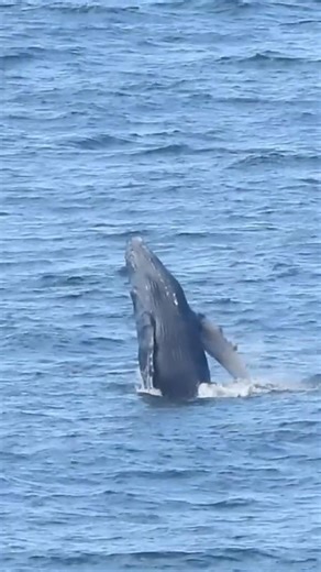 Why Are They Taking Turns Breaching?