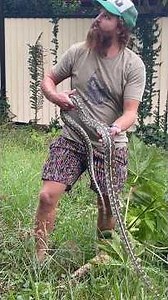 Australian Python on Our Papaya Tree 😱🐍 | Snake Catcher Rescue #telugushorts