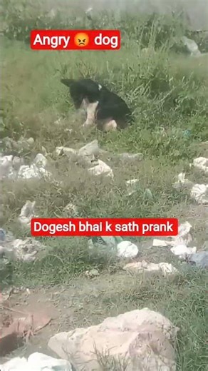 angry 😡 dog Prank video !End Tak dekhe #viral #trending #dogsprank