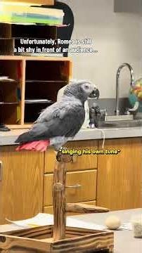 Romeo the African Grey Parrot