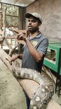 Pet Python snake "Wait for his reaction! 🐍 #shorts #python #petsnake #train