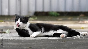 Beautiful bicolor cat licking its body for self-grooming, regulate its body temperature, eliminateinfection, and parasites. Unvaccinated cats at street are at the highest risk for rabies infection.