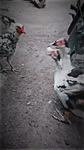 apaan tuh🗿#fyp#tiktokviral#tiktokpelitfyp#tiktokanj#pyf#fypp#bebekviral#tukangngadu#maulidnabi#fypdong#bismillahfyp#fypyok#tiktokpuelitfyp#sulitfyp#fyplah#kapanfyp#efyp #firalterbaru#fyptiktok#ezempeh #yoklahfyp#fyp#fyppp#fyp#Fyp#fyp#fyopp#pyf#fyp#fyppppppp#ftppp#fypp#berandatiktok