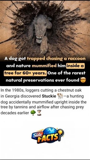 A dog🐶 got trapped chasing a raccoon🦝 mummified in tree 60+ years#us #usa #usashorts