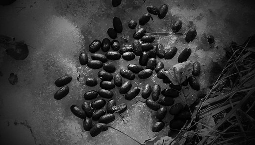 Squirrel Poop vs Rat Poop (Identifying Rodent Droppings)