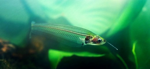 27 Exciting See-Through Fish