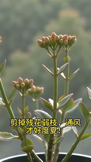 Master Kalanchoe Growth: Avoid These 3 Common Mistakes