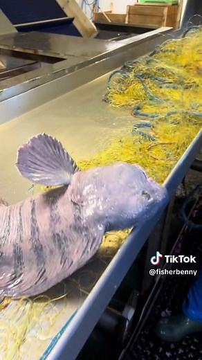 Exploring the Wolffish: Habitat and Behavior