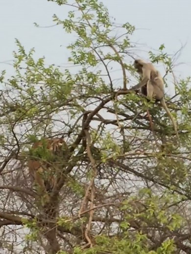 O que você faria nessa situação? 😳 #animais #animaisselvagens #natureza #vidaanimal #tigre #macaco #selvagem #curiosidades #viral #fyp #paravoce #animaltok #wildlife #animalvideo #tensao #naturetok #surpreendente #bichos #funny #funnyanimals #memes