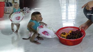 Smart Mully Pick Up Plate Waiting Mum Put Fruits For Him To Eat | Monkey Dodo