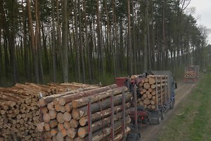 « Ikea, le seigneur des forêts », sur Arte : un prédateur discret champion du greenwashing