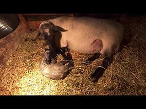 Sheep giving birth!