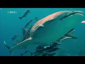 Best Documentary Wildlife Youtube 2020 Nat Geo Wild Nature Animal Discovery Channel Animals 2020