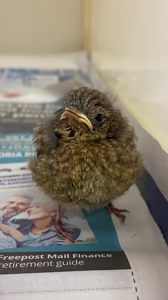 The first baby robin of 2022 😍 Sound on to hear a hungry baby robin asking for food. 😋 #Robin #BabyBird #BabyBirds #birdsoftiktok #bird #WildlifeRescue #AnimalRescue