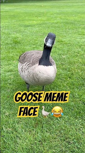 GOOSE MEME FACE 🪿😂 | Funniest Goose Expression Ever!ガチョウのミーム顔 🪿😂｜最高に面白い表情！