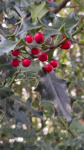 Evergreen holly berries #evergreen #hollyberry #winterberry #drupe #christmasholly #youtubeshorts