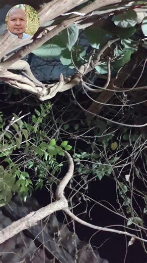 Taiwanese Dimsum Class: April 4-7