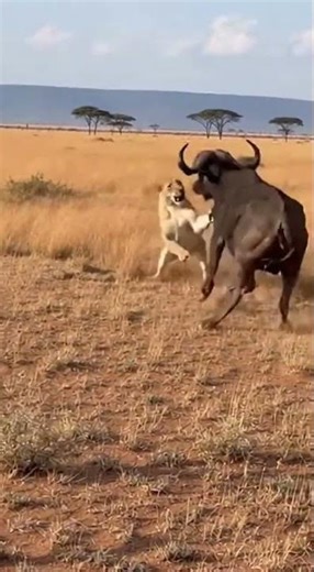 Epic Battle: Buffalo Defends Its Calf from Lion Attack #Buffalo #shorts