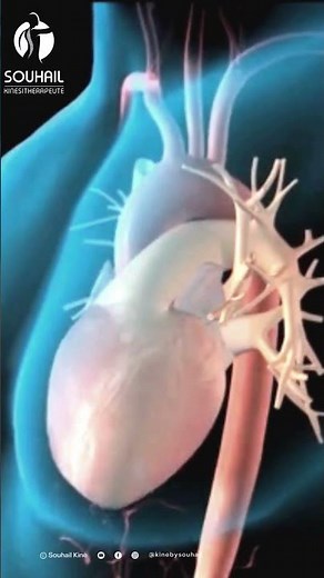 Understanding the Pulmonary Artery: Key to Cardiorespiratory Health 🔐❤️