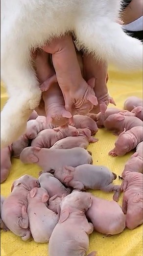 Rabbit Growth - Baby Rabbits Grow in Just 16 Days #cute #rabbit #shorts