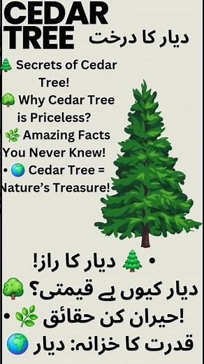 ‎“Amazing Facts About the Cedar Tree | Nature’s Living Legend”#viral#facts