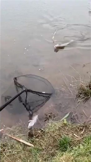 Fishing nymphs / Diawl Bachs - Washing Line Method - Bibury Trout Farm #fishing #troutfishing