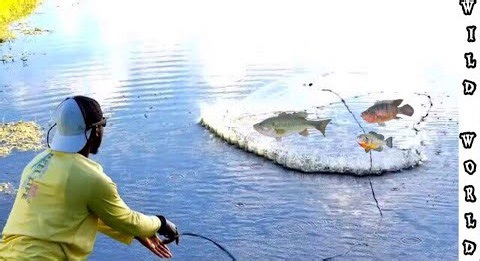 Cast Net Madness - Hauling In Bright, Beautiful Bait Fish