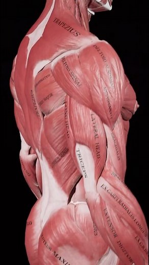 Muscle and Motion on Instagram: "3D Anatomy of the Muscular & Skeletal System. Watch our unique educational videos of all muscles in the human muscular system, in 3D. Including 3D videos of the Origin & Insertion of each muscle and its movement. Sign up for free to any of our apps, on the main menu go to the Theory section > Origin&Insertion✌️ By the way…what do you say about our new 3D model? like it? #anatomy #3danatomymodel #muscleandmotion #learninganatomy #strengthtraining"