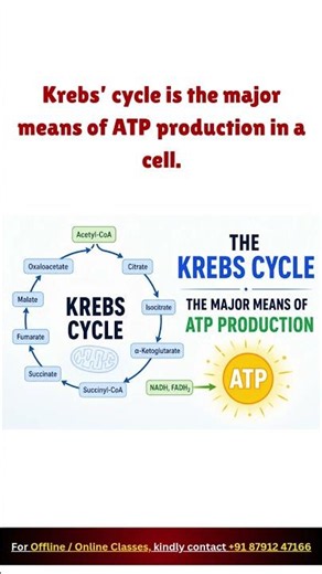 Krebs’ Cycle: The ultimate energy generator of the cell! #krebscycle #cellularrespiration #atp
