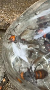 Yummy bee 🐝 #shorts #reelhoney #beekeeper #honeycomb #shortsfeed #AmaZing #naturalhoney #savethebees #honey #asmr #miel #healthyfood #nature #honeybee #beekeeping #maduasli #harvesting #natural #purehoney #beehive #sweethoney #reels #bees #bee #honeybees #organic #trending #madu #harvesthoney | Bez & Bezz