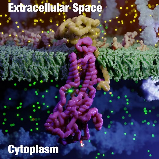 The sodium-potassium pump is a protein in the neuron's membrane that uses ATP to move three sodium ions out and two potassium ions into the cell, thereby restoring the resting potential necessary for nerve impulses. | Ribosome Studio