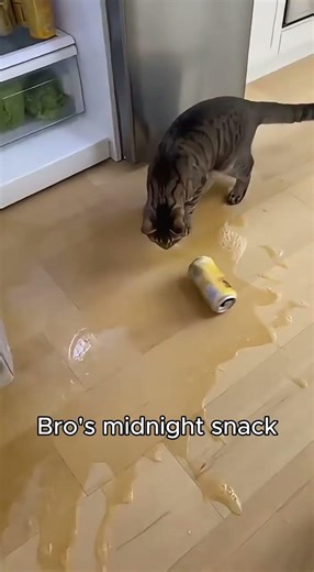 This is why you don’t leave the fridge open