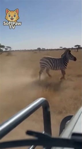 Zebra Charges Safari Truck And Surprises Everyone🦓
