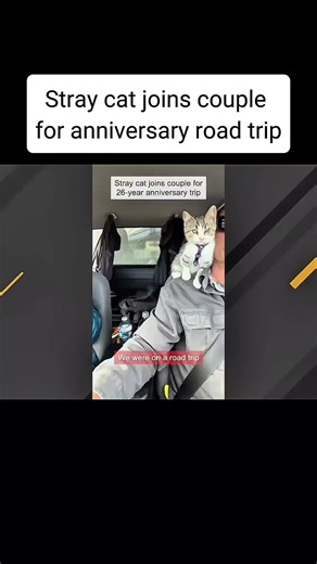 #geobeatsanimals #geobeats #animals #animal | animals