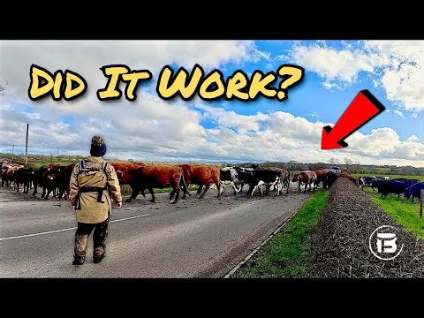 Did Winter Grazing Cover Crops Harm Our Cows? We Tested the Herd