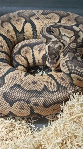 Those Blue Eyes! 🔥🐍 Superfly Orange Dream Chocolate Deep Shed