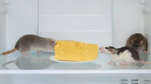 Rats are running around the food in the refrigerator. Rodents eat cheese on a plate. Mice on the shelf.