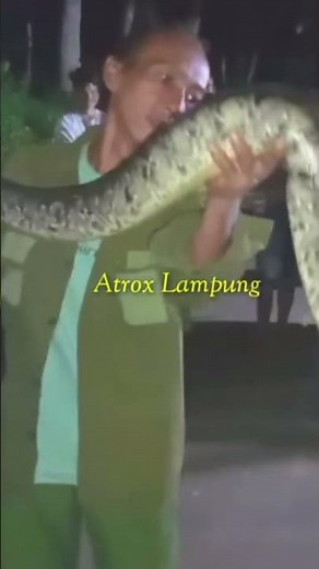 rescue python curtus #animals #snake