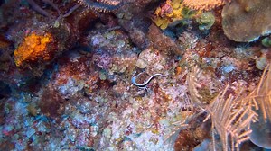 Juvenile Spotted Drum fish. | Thomas Judge