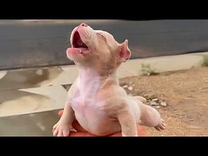 Top FUNNY PUPPIES Caught on the Internet! 🤣Funny Animals Video