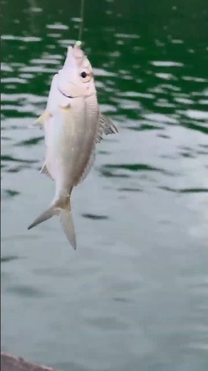 久しぶりにクロサギが釣れました。ムギメシとも呼ばれ不味い魚されますが、おかずに食べるには普通の魚。ただし身が極端に柔らかい。キス投げ釣りでよく釣れるが、波止にも多い。