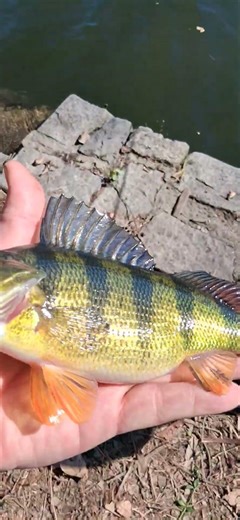 I caught a pretty rare fish in Prospect Park! #yellowperch #fishing #nyc #brooklyn #prospectpark