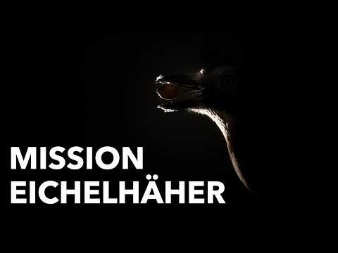 Photographing jays | My best tips for nature photography