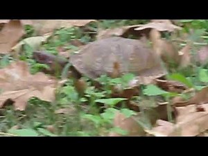You think turtles are slow until you try to video one walking across your backyard