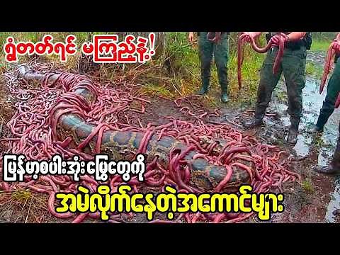 😱ဒီသတ္တဝါလေးတွေက မြွေကြီးကိုမထိ တွေ့ဘဲ မယုံနိူင်စရာနည်းလမ်းနဲ့ ရှင်းလင်းခဲ့တယ်!