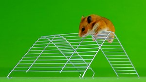 Rat, Rodent, Meal, Feed, Food