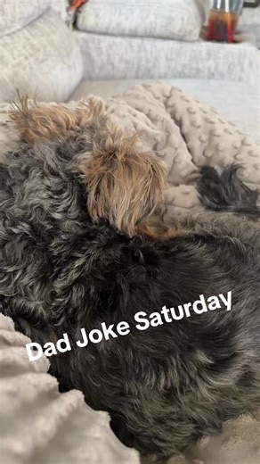 It’s Dad Joke Saturday with Bandit! #banditthelibrarydog #dadjokesaturday