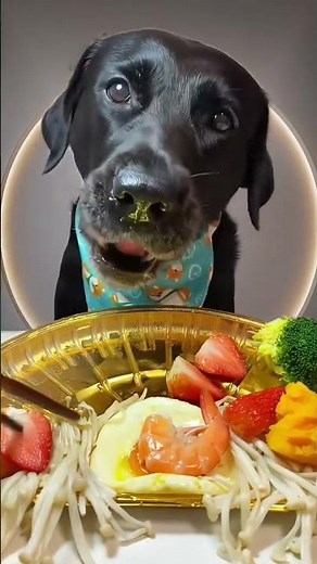 The Shocking Truth About Dog Food Ingredients