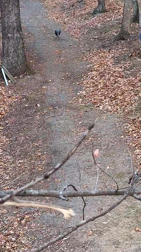 Thanksgiving dinner is coming right at me! Gobble Gobble.. | Danny Goodsonband